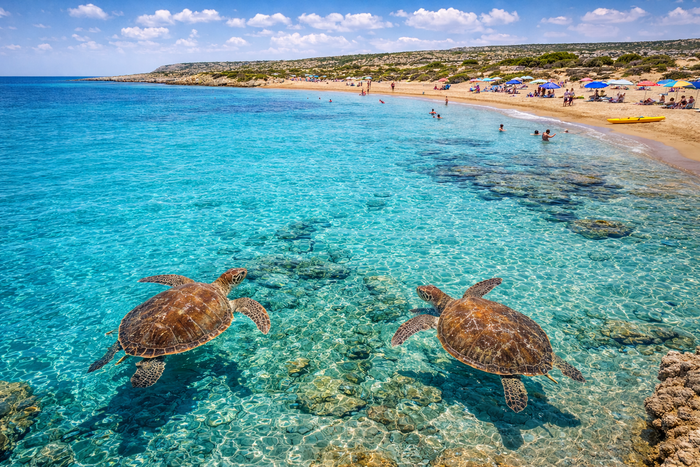 Turtle Bay
